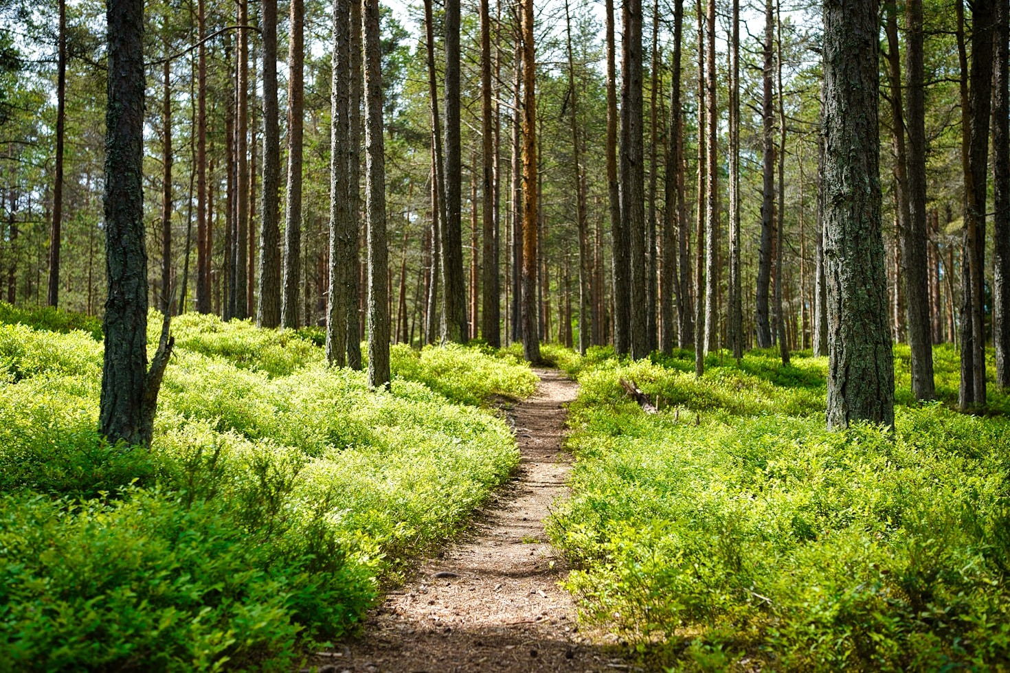 The Healing Power of Nature Walks